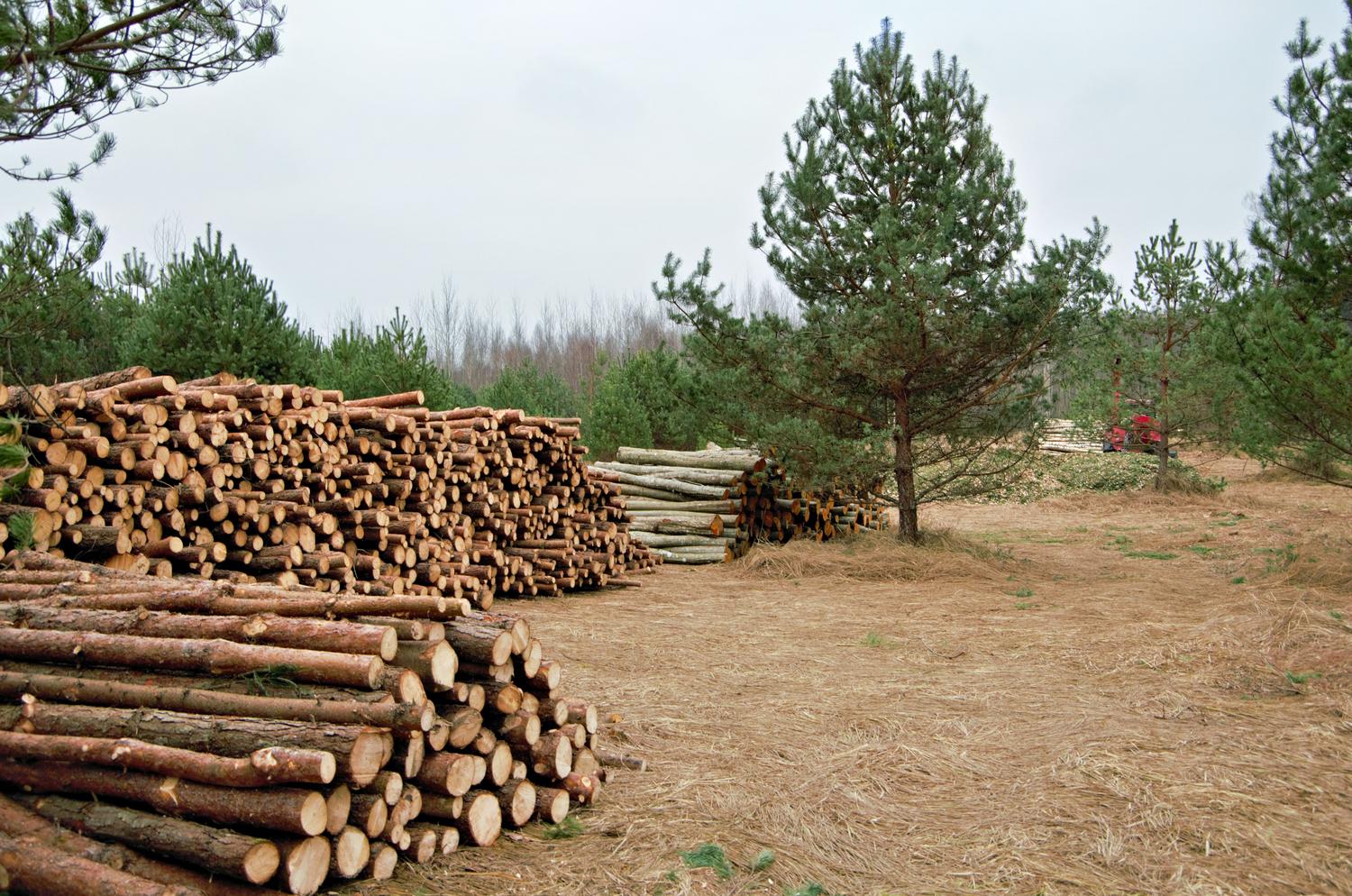 Pilas organizadas de troncos en un entorno forestal, representando la sostenibilidad y la economía circular de la biomasa.