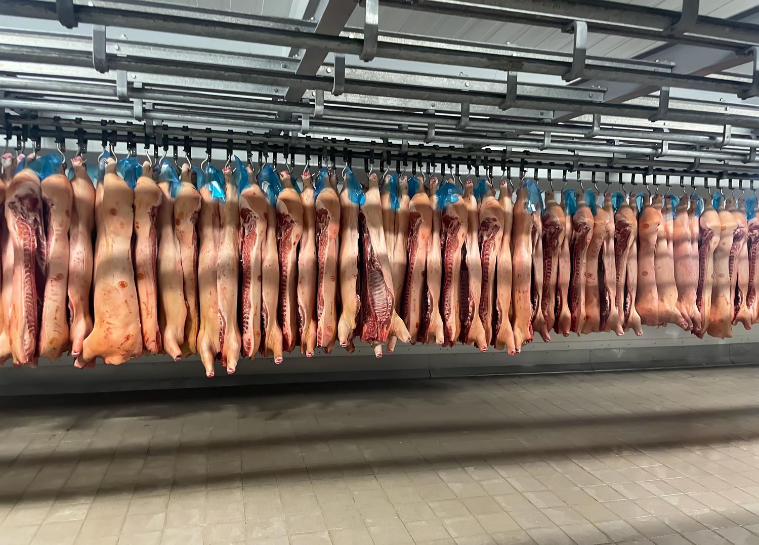 Cámaras frigoríficas industriales en el sector cárnico donde se utiliza la refrigeración con amoníaco para conservar la cadena de frío.