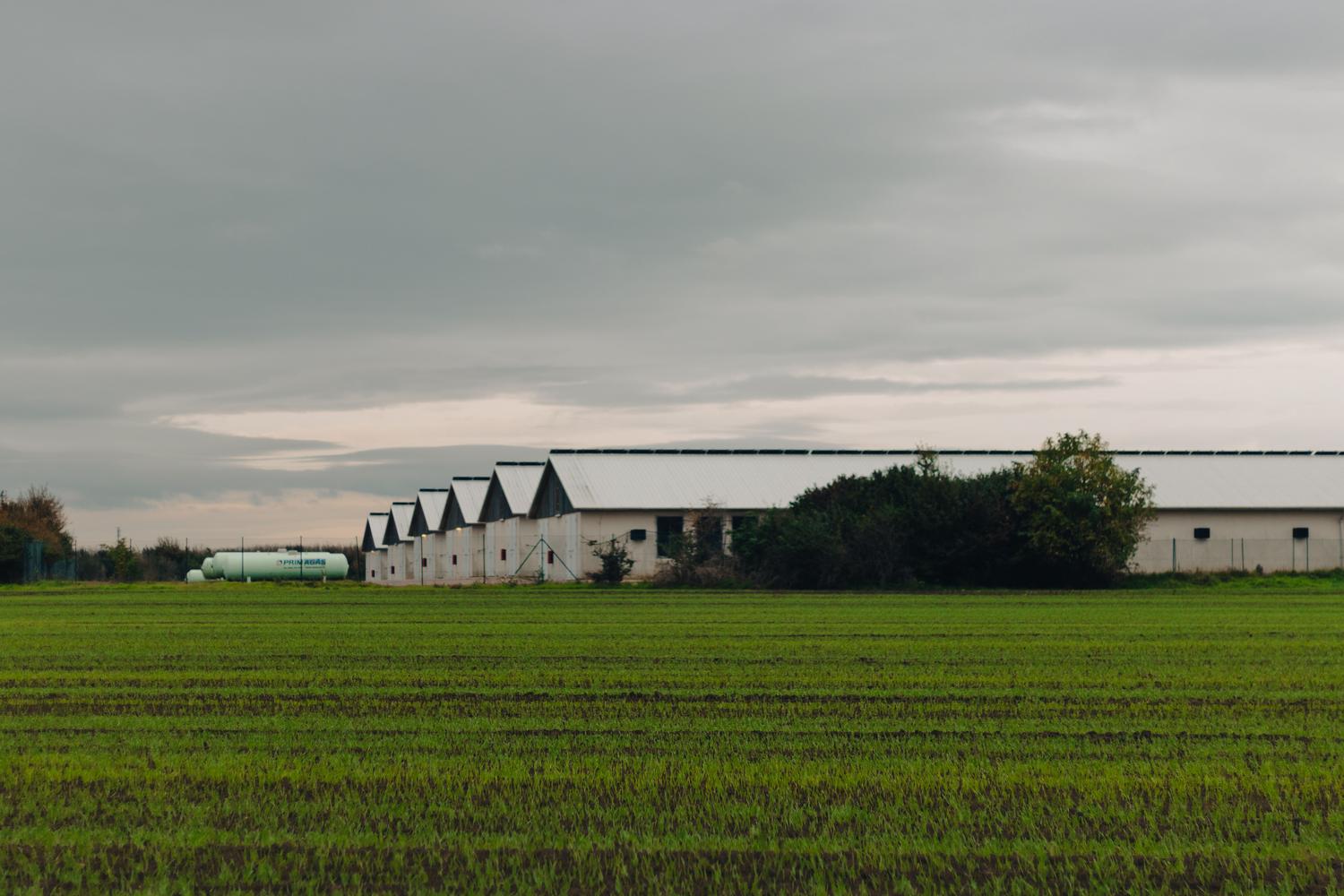 Instalaciones de granja avícola industrial, fuente de residuos orgánicos para la digestión anaerobia