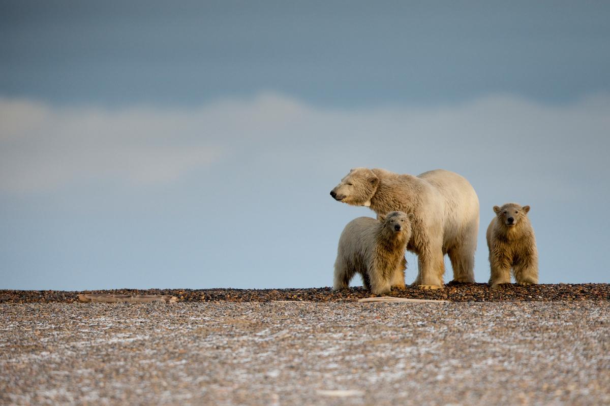 Impacto del cambio climático en el planeta Impacto del cambio climático en el planeta