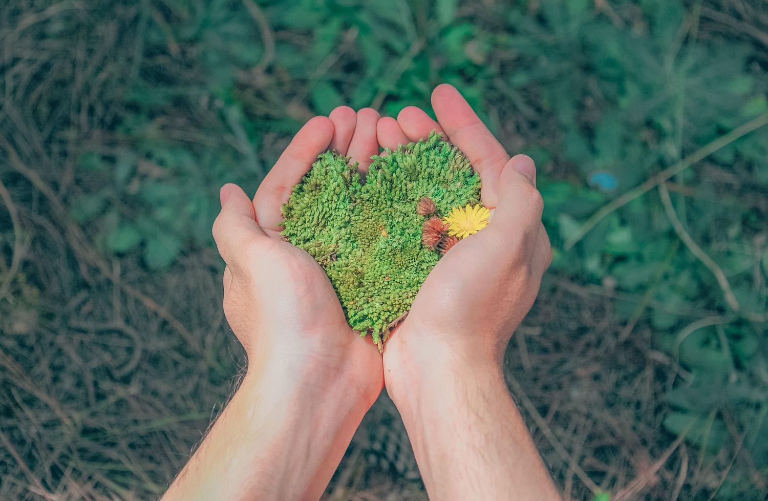 Manos protegiendo musgo en forma de corazón, representando el cuidado ético y el respeto por la naturaleza.