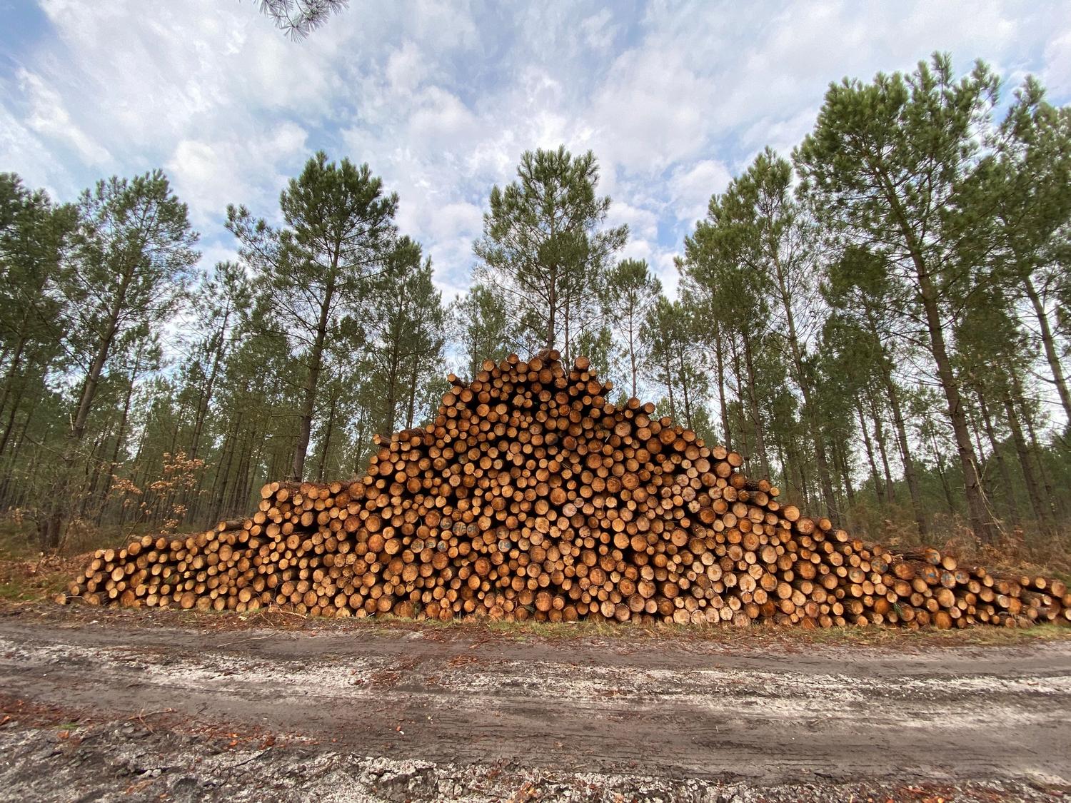 Apilamiento de troncos de madera en un bosque gestionado sosteniblemente.