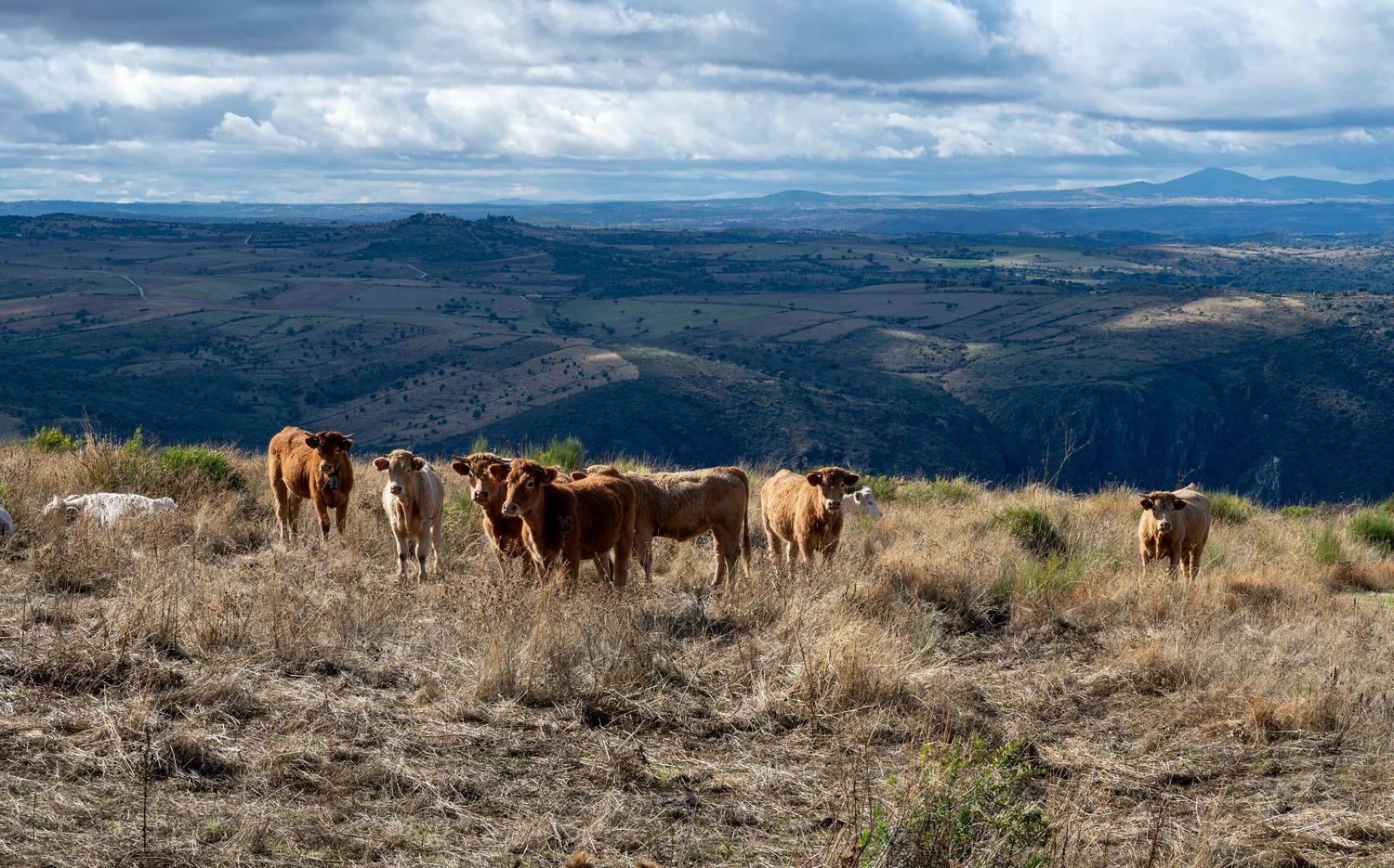 Vacas pastando en un campo verde, ilustrando la ganadería como una de las principales fuentes naturales y antropogénicas de metano. Vacas pastando en un campo verde, ilustrando la ganadería como una de las principales fuentes naturales y antropogénicas de metano.