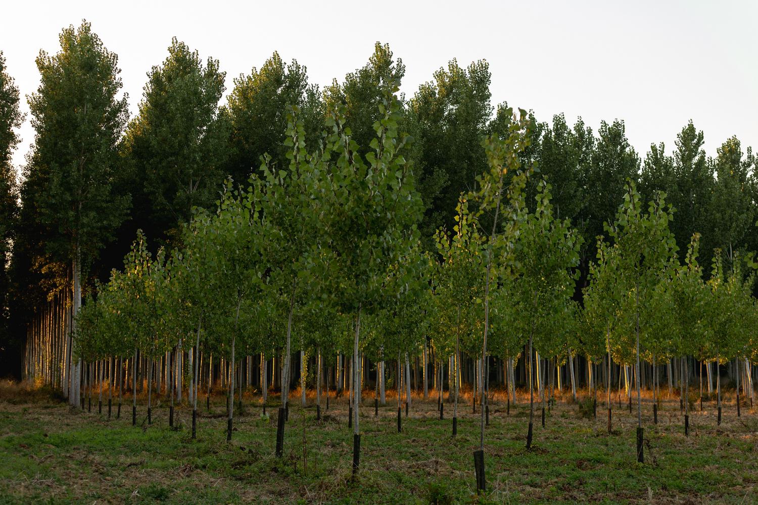 Bosque joven con hileras de árboles recién plantados, simbolizando la reforestación y los sumideros de carbono naturales.