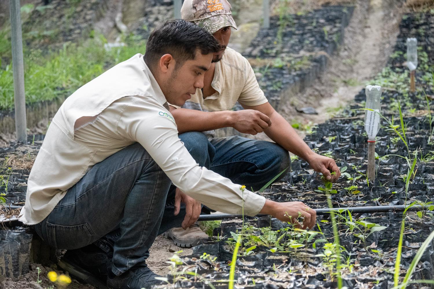 Agricultores cuidando plantas jóvenes en un vivero, ilustrando las prácticas sostenibles en el sector del campo y la agricultura.