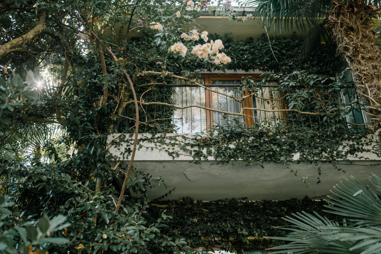 Balcón urbano convertido en oasis natural gracias a la densidad de plantas trepadoras que proporcionan sombra