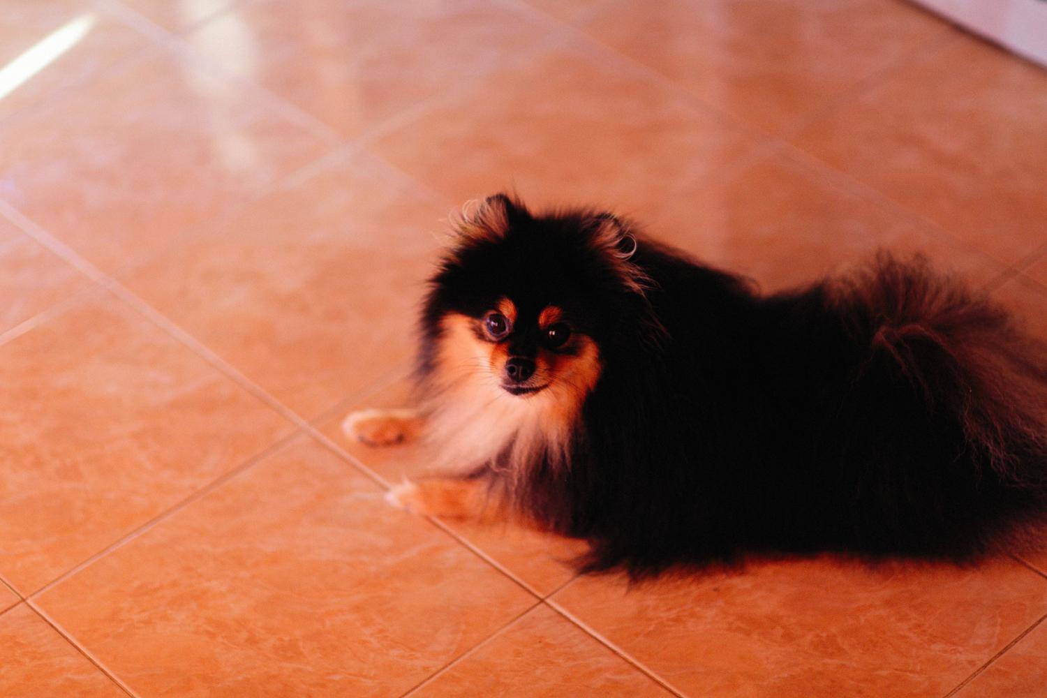 Un cachorro de Pomerania descansando sobre el suelo de baldosas interiores para refrescar su temperatura corporal durante el verano.