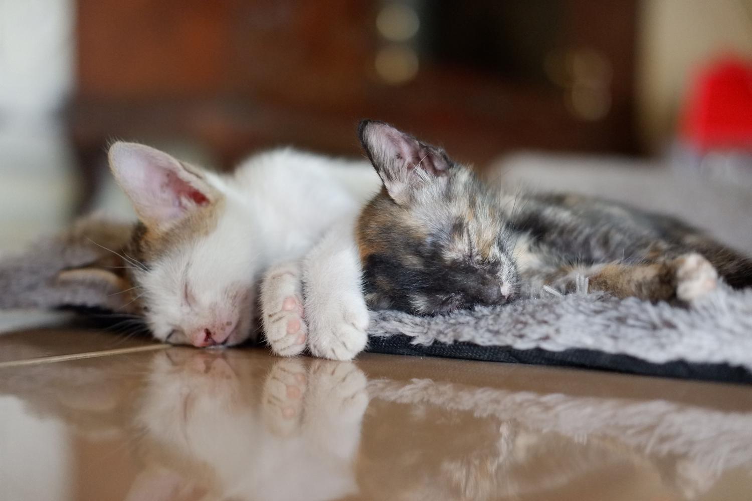 Dos gatitos durmiendo plácidamente sobre una manta suave, ilustrando la necesidad de mantener una temperatura más elevada para los cachorros.