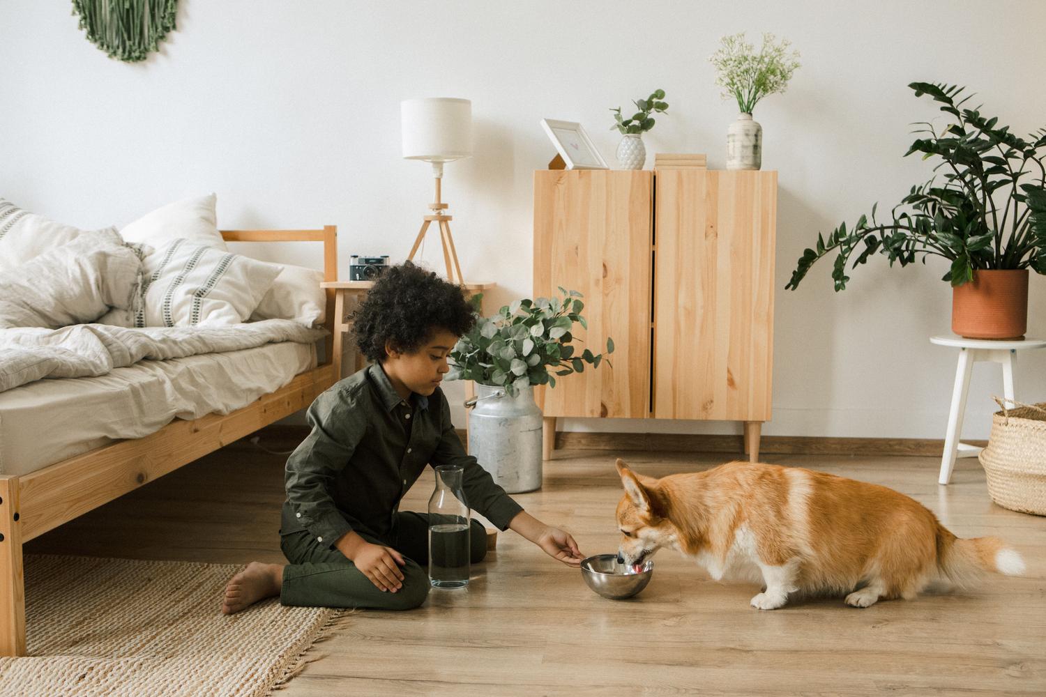 Un perro Corgi bebiendo agua fresca en el interior de una habitación, destacando la importancia de la hidratación constante en épocas de calor.