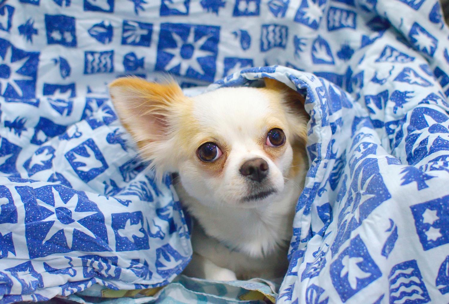 Un perro Chihuahua envuelto en una acogedora manta azul estampada en el interior de un hogar para protegerse del frío.