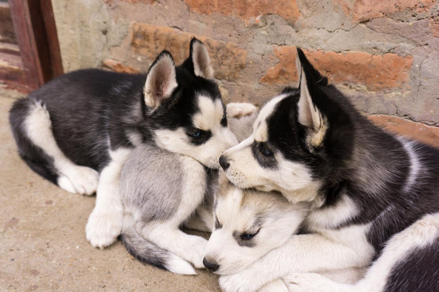 Cachorros de Husky Siberiano acurrucados en el interior de una casa, representando a las razas nórdicas que toleran mejor las temperaturas bajas.