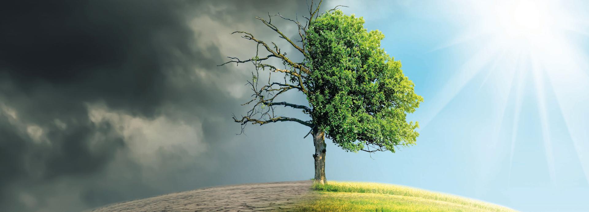 transición hacia la neutralidad climática